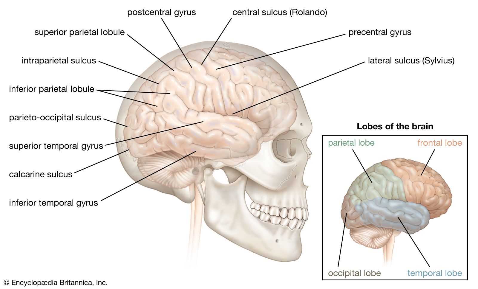 parts of the brain and functions diagram