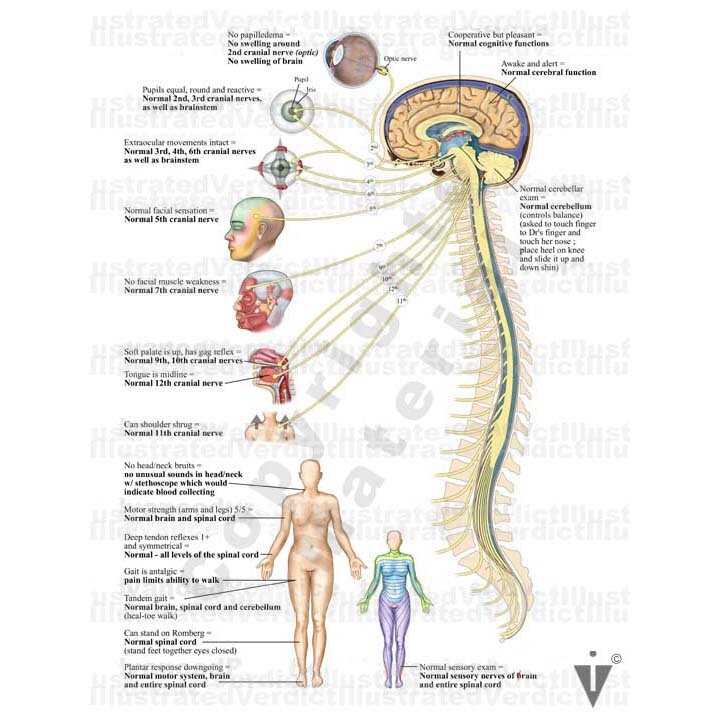 parts of the brain and functions diagram