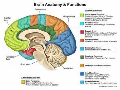 parts of the brain and functions diagram