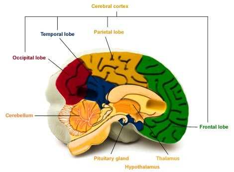 parts of the brain and their functions diagram