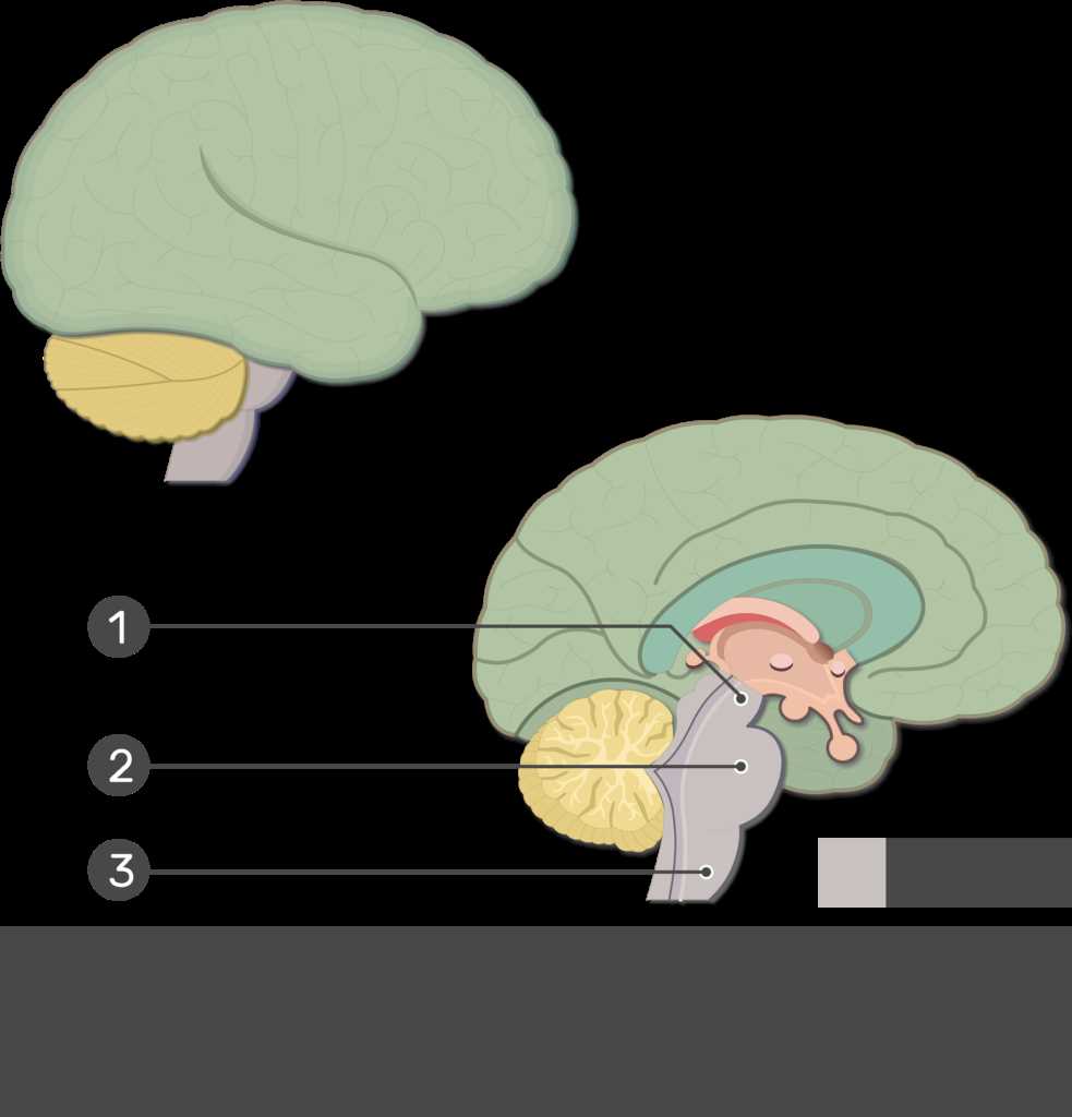 parts of the brain and their functions diagram