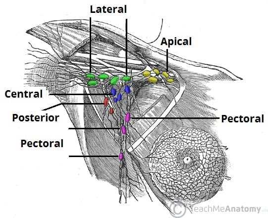 parts of the breast diagram