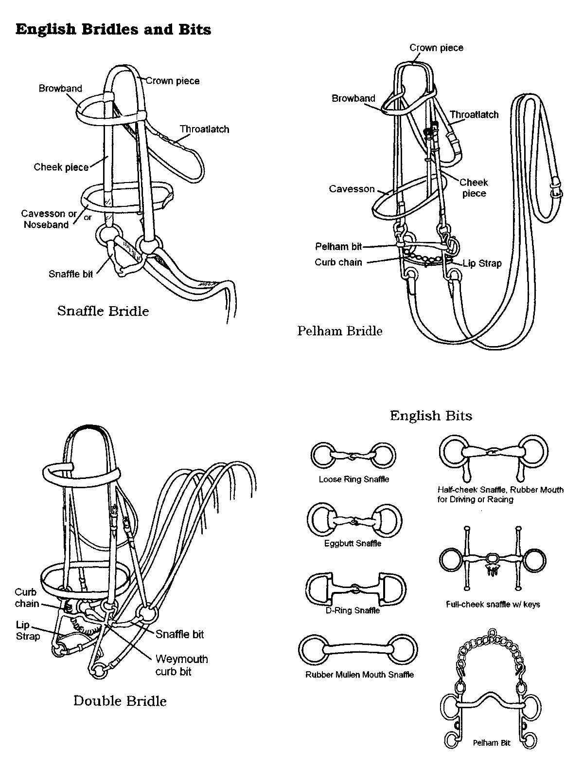 parts of the bridle diagram