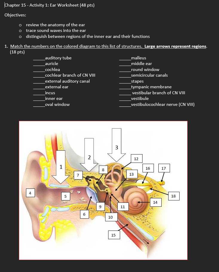 parts of the ear diagram to label