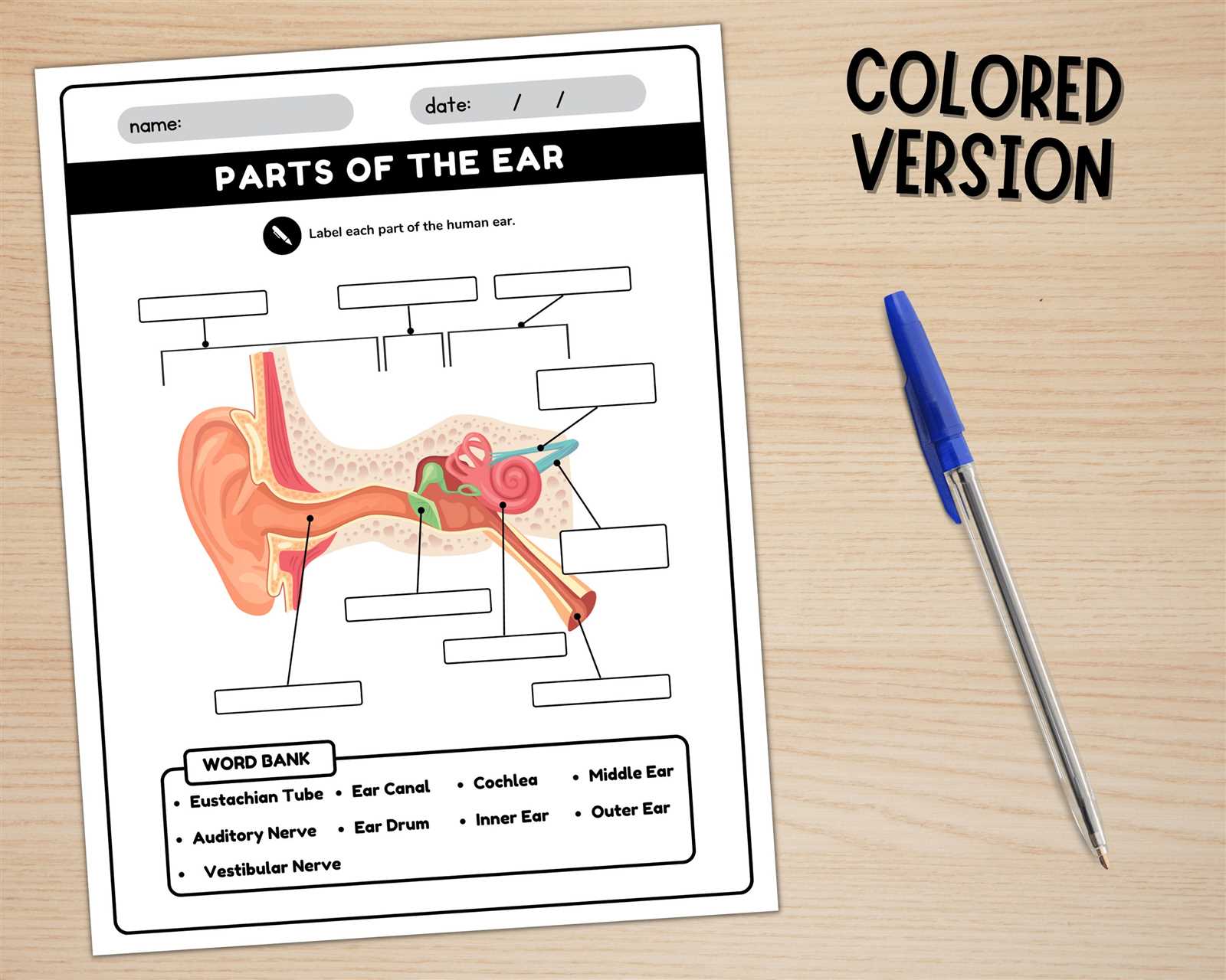 parts of the ear diagram to label