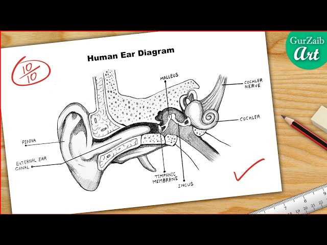 parts of the ear diagram to label