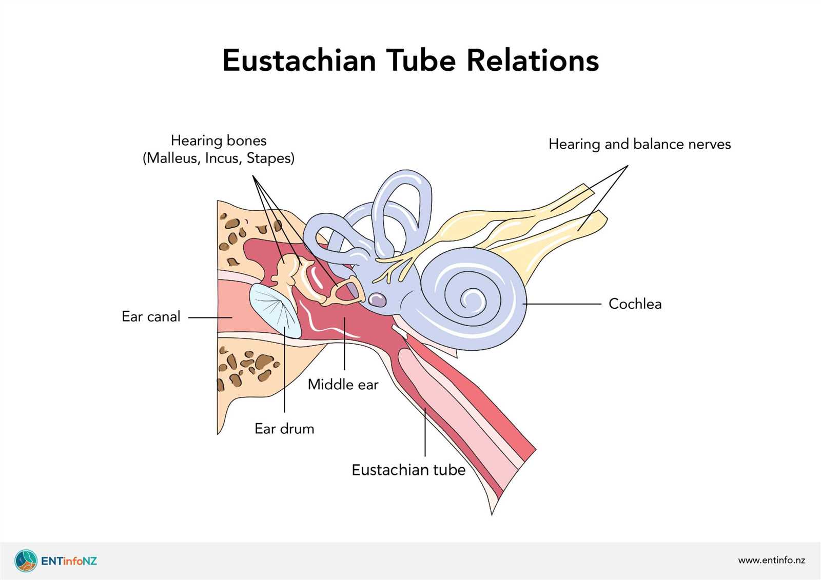 parts of the external ear diagram