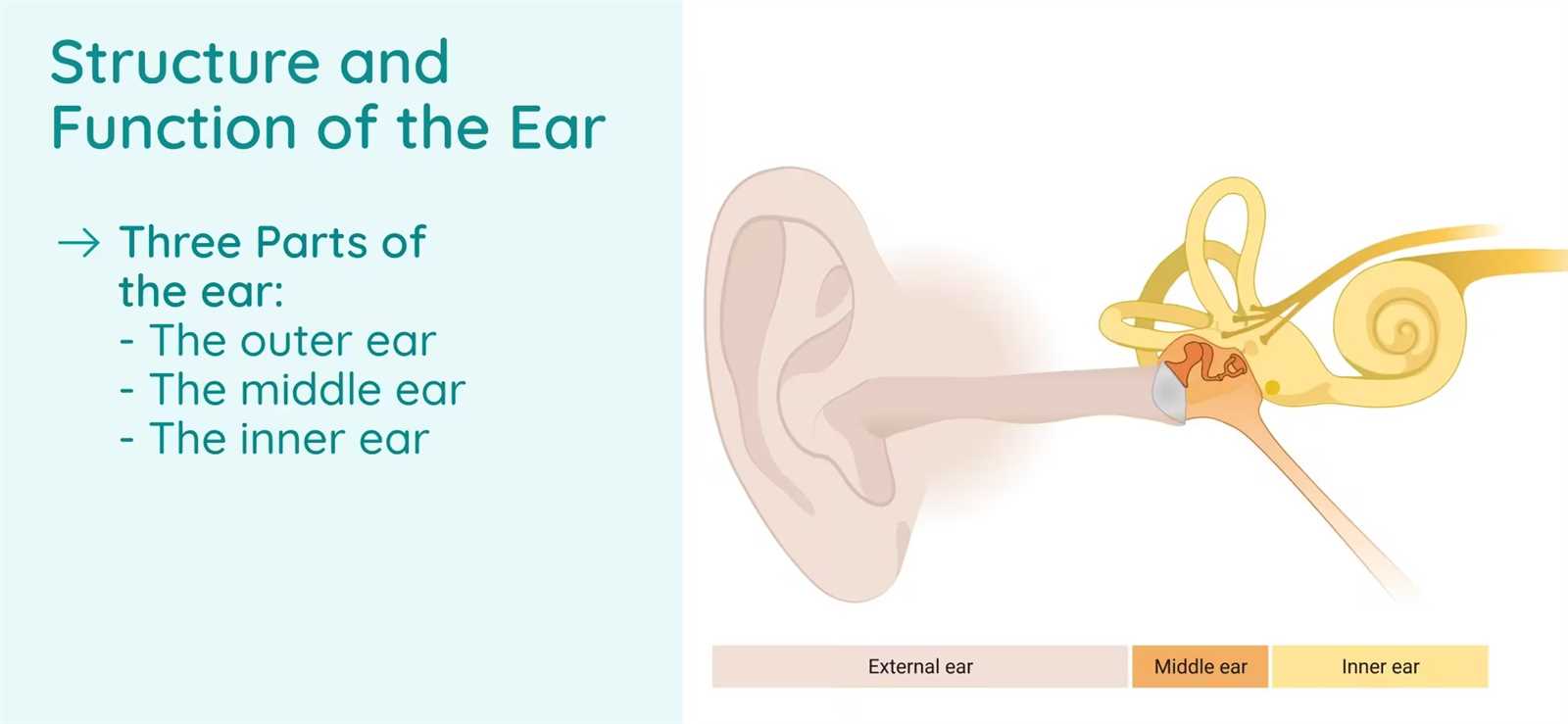 parts of the external ear diagram