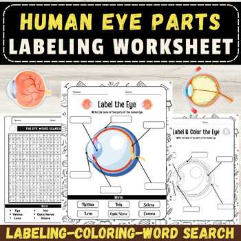 parts of the eye blank diagram