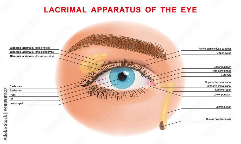 parts of the eyelid diagram