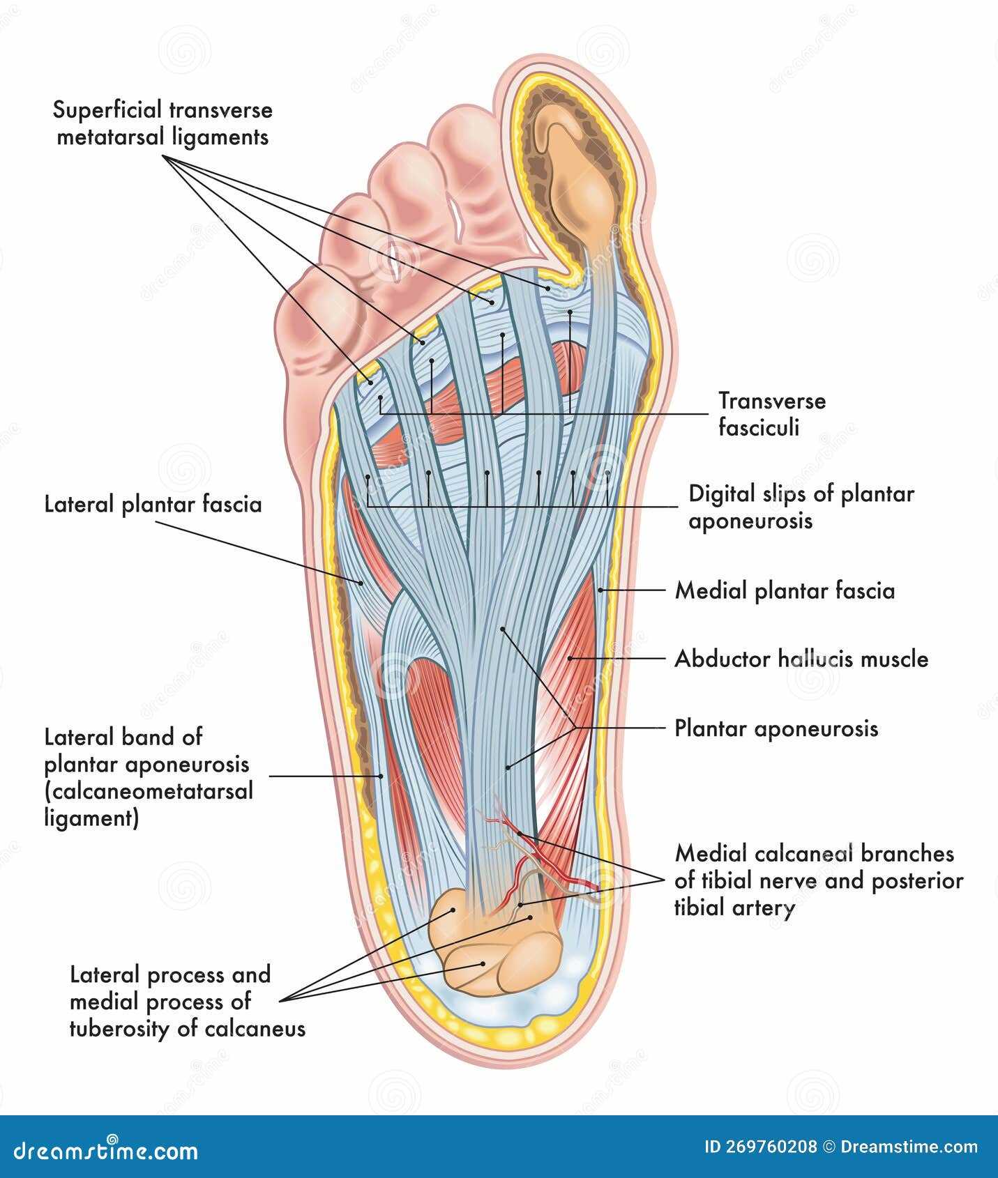 parts of the foot diagram