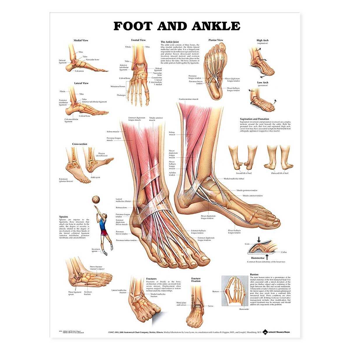 parts of the foot diagram