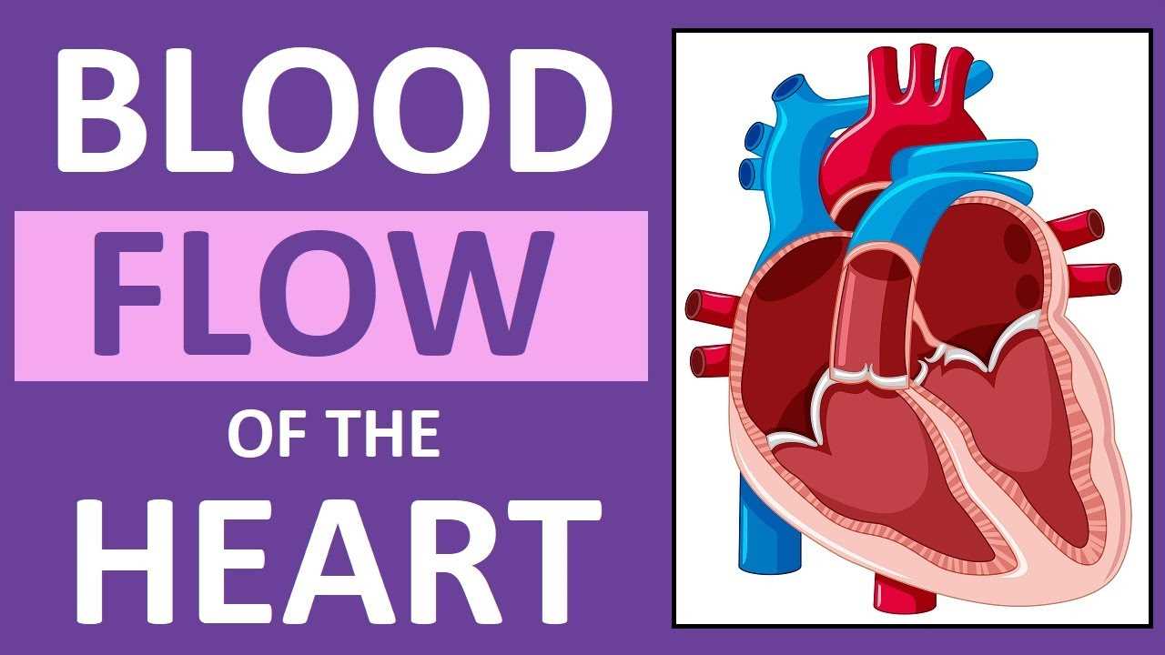 parts of the heart diagram quiz