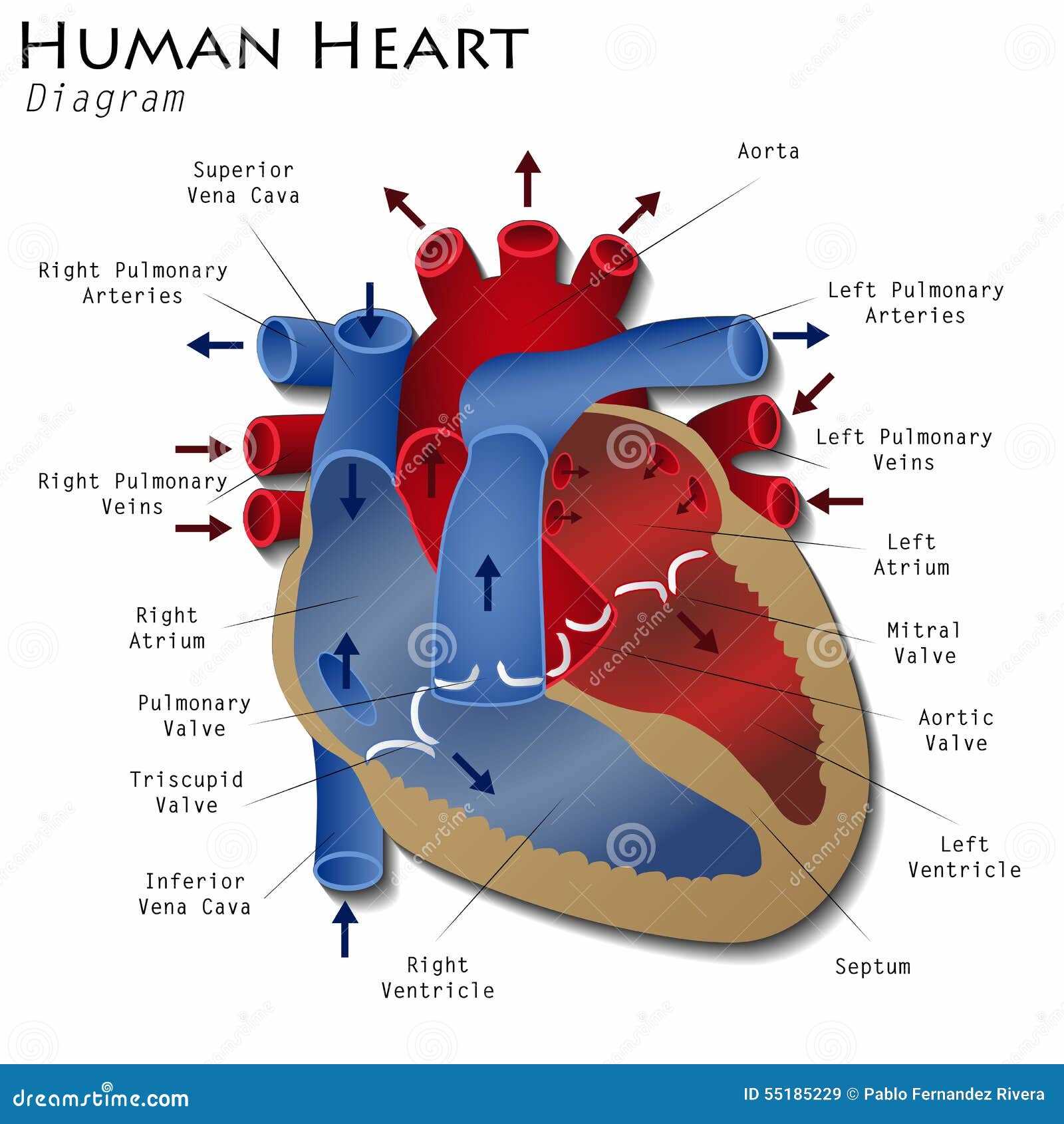 parts of the heart simple diagram