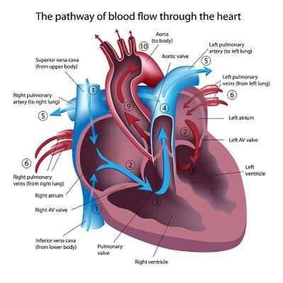 parts of the heart simple diagram