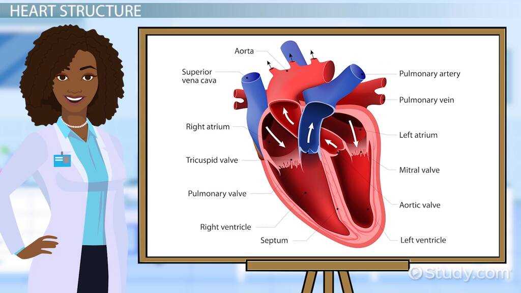 parts of the heart simple diagram