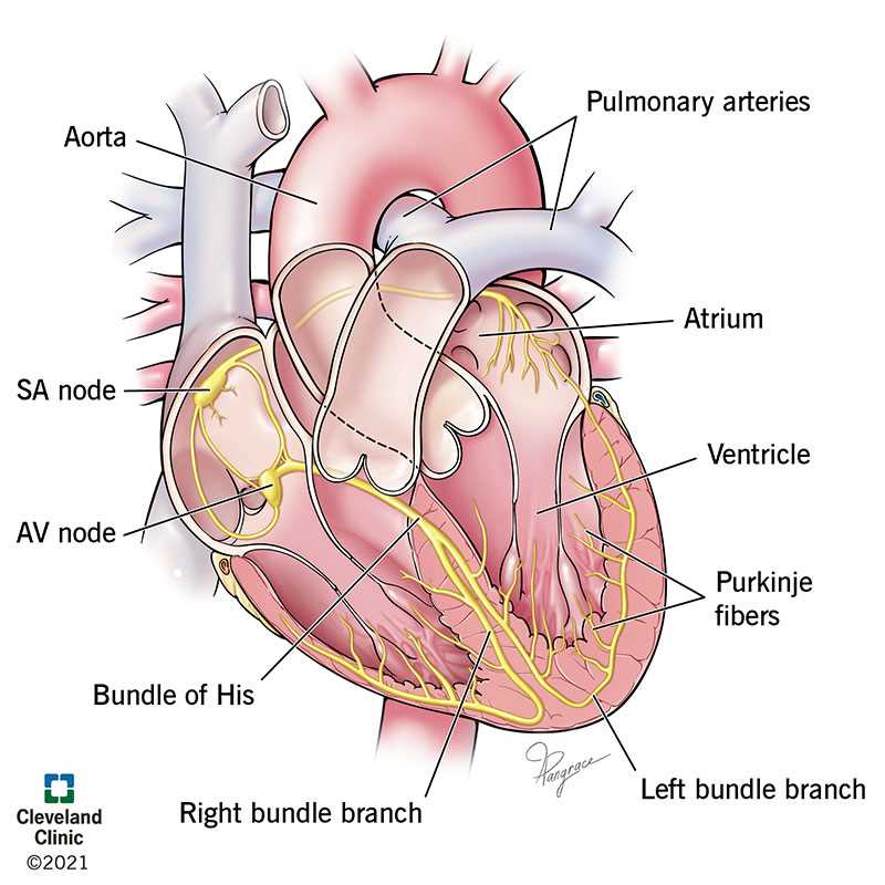 parts of the heart simple diagram