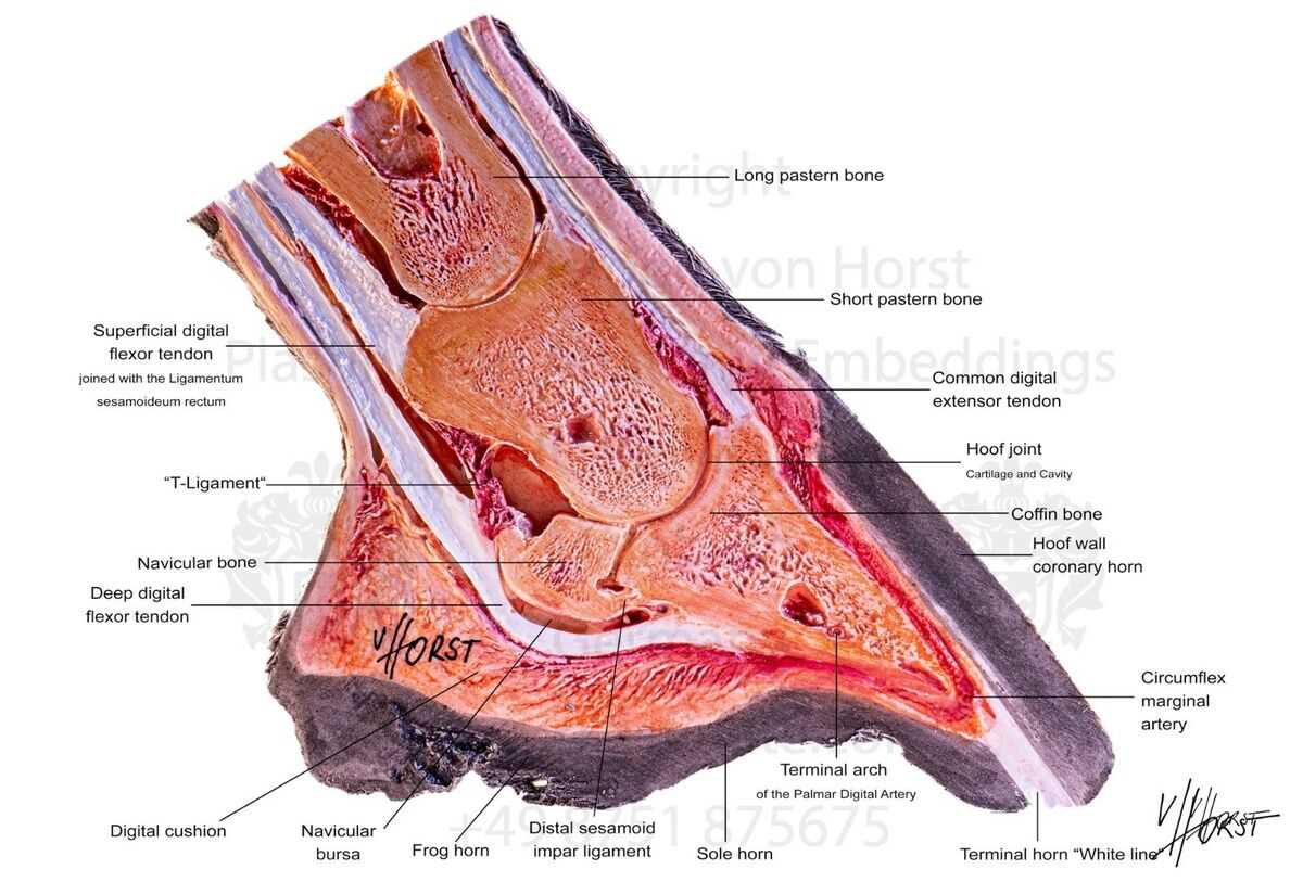 parts of the horse hoof diagram