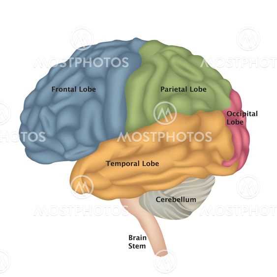 parts of the human brain diagram