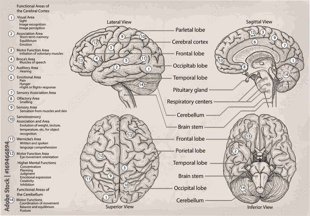 parts of the human brain diagram