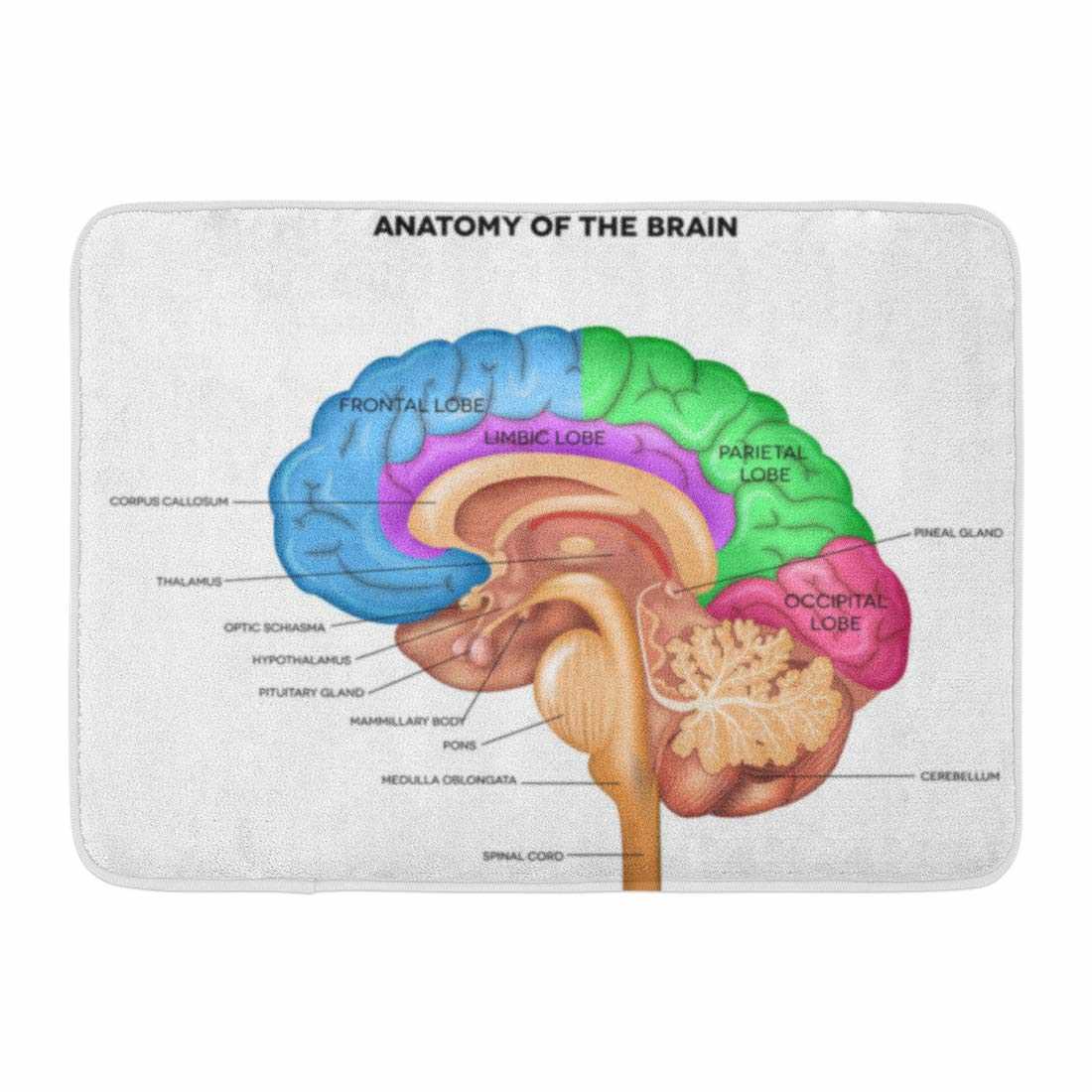 parts of the human brain diagram