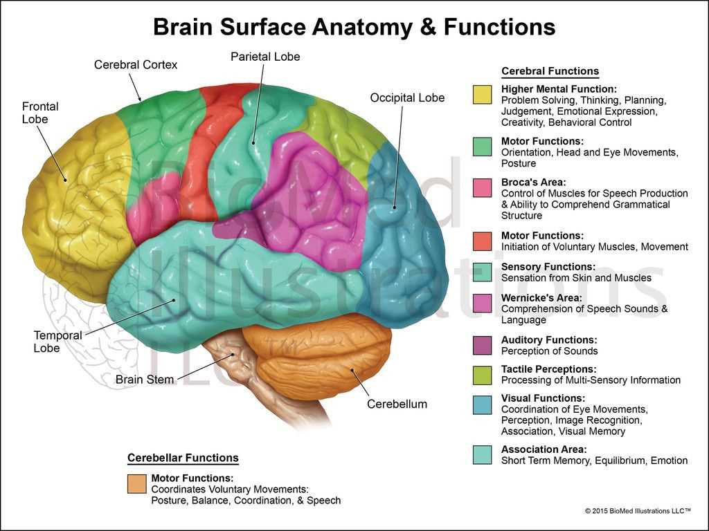 parts of the human brain diagram