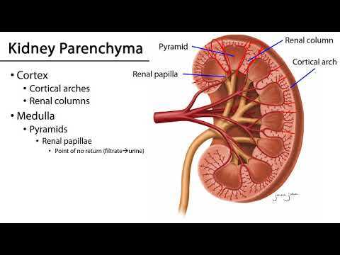 parts of the kidney diagram