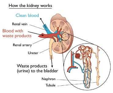 parts of the kidney diagram