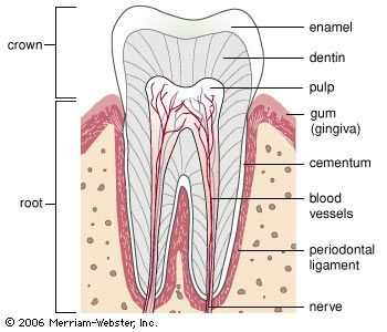 parts of tooth diagram