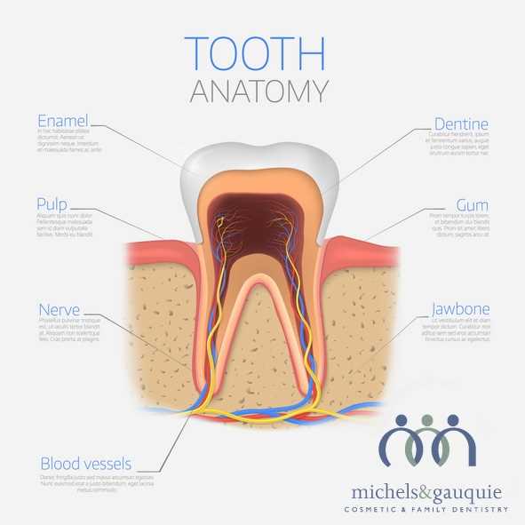 parts of tooth diagram