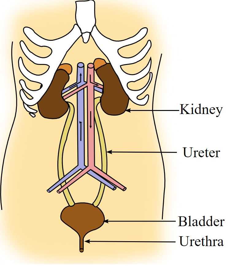 parts of urinary system diagram