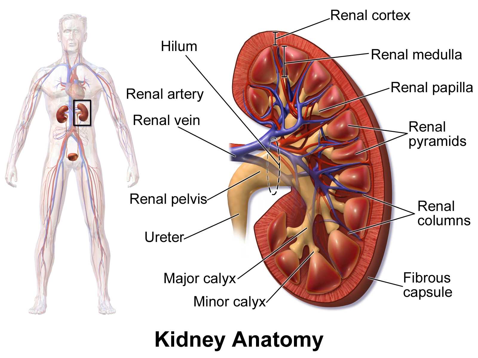 parts of urinary system diagram