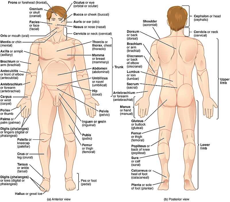 parts of your back diagram