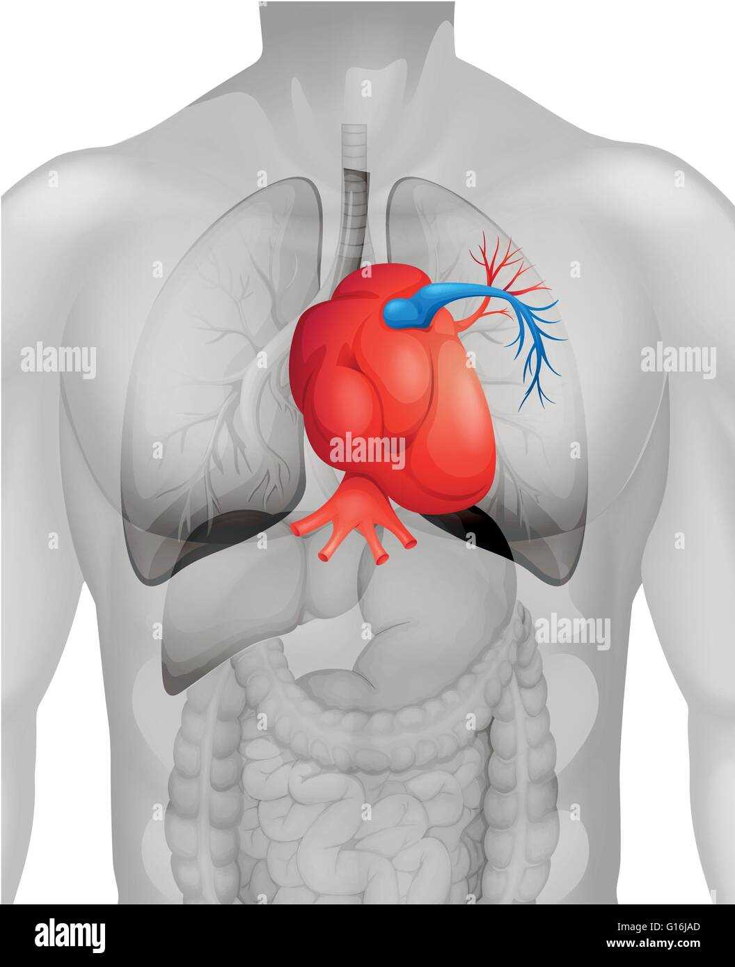 parts of your heart diagram