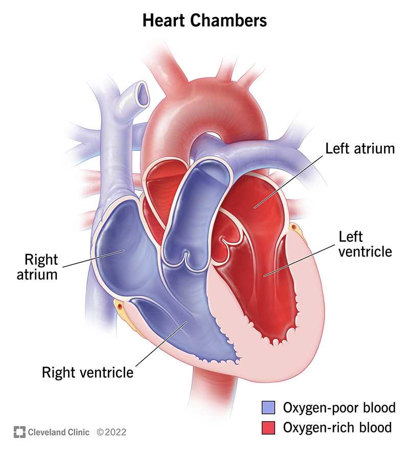 parts of your heart diagram