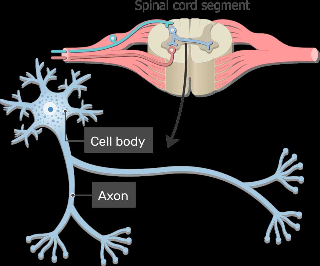 parts of a neuron diagram