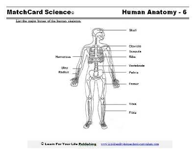 skeletal system parts diagram