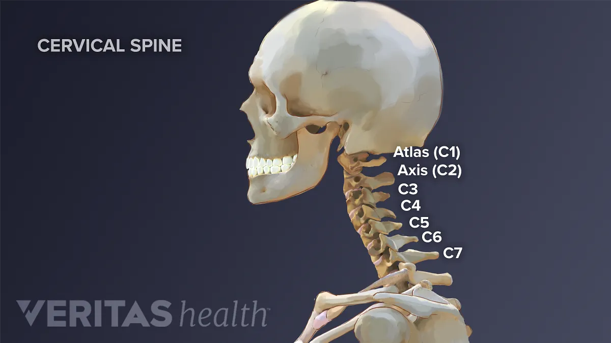 spine parts diagram