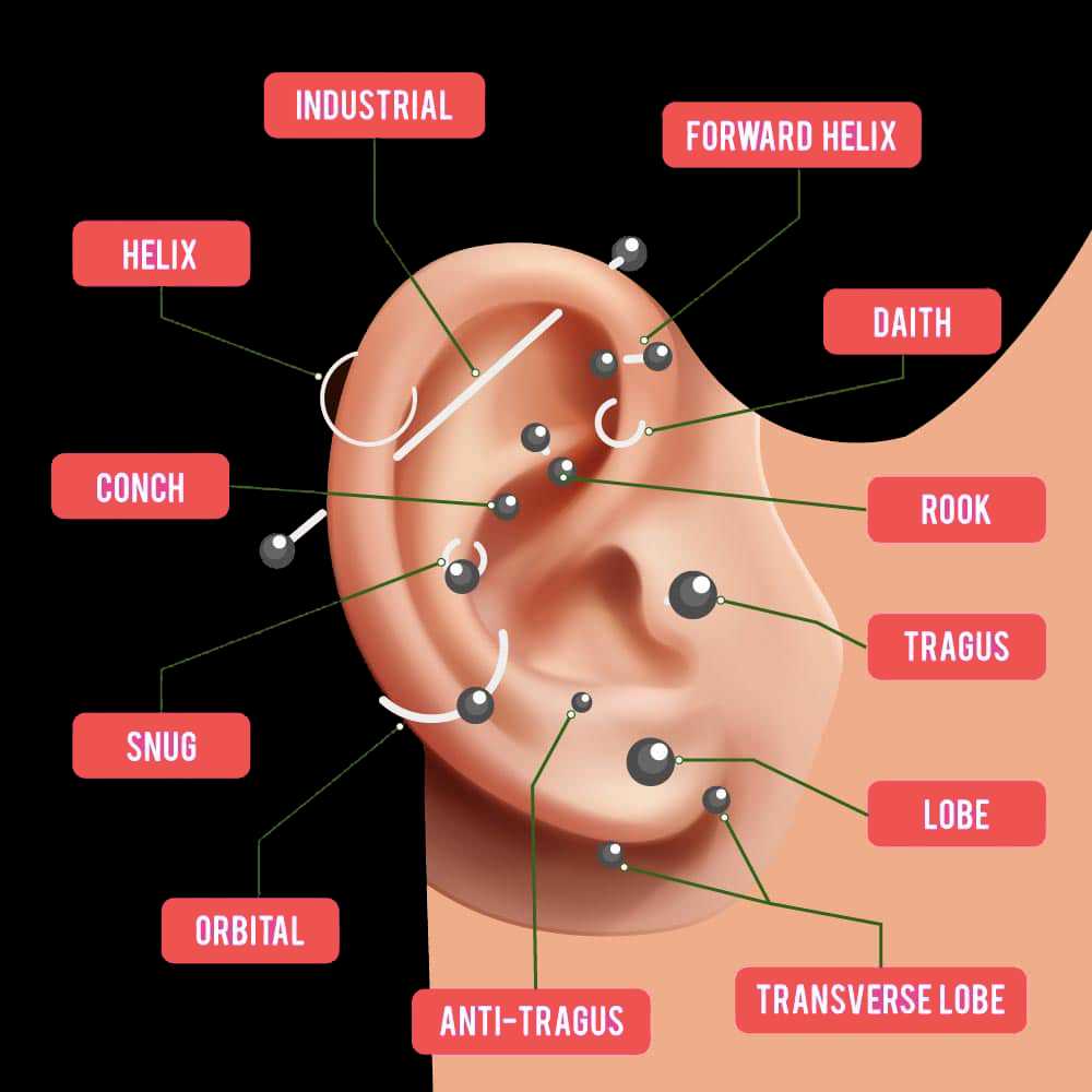 parts of the ear piercing diagram