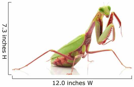 praying mantis body parts diagram