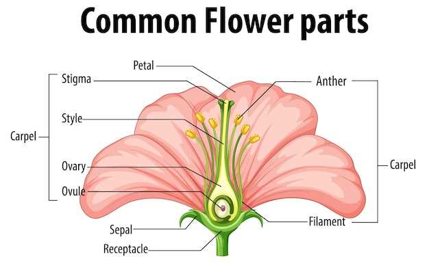 parts of a tulip diagram