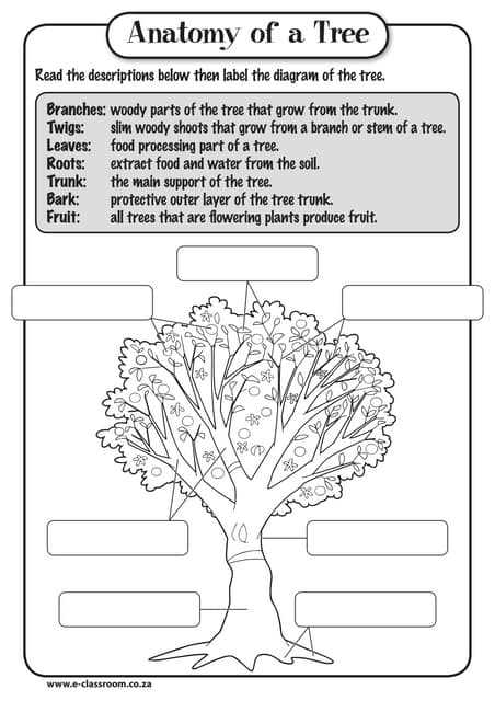 parts of a tree trunk diagram