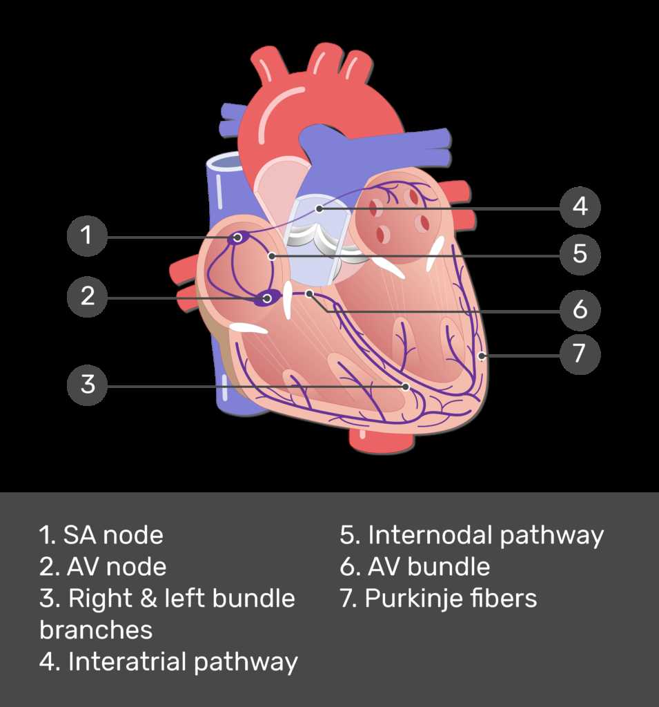 parts of your heart diagram