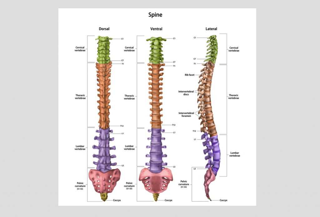 parts of spine diagram