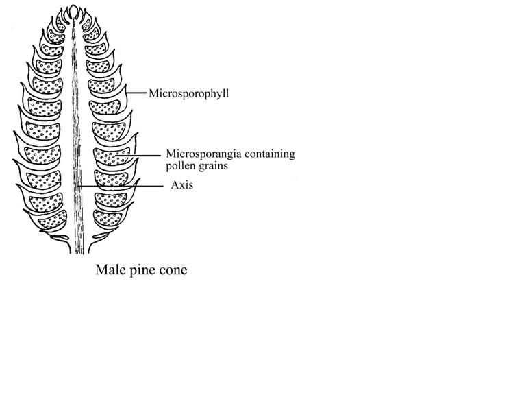 parts of a pine cone diagram