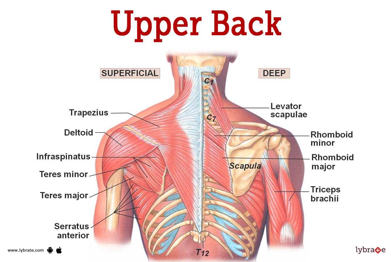 upper body parts diagram