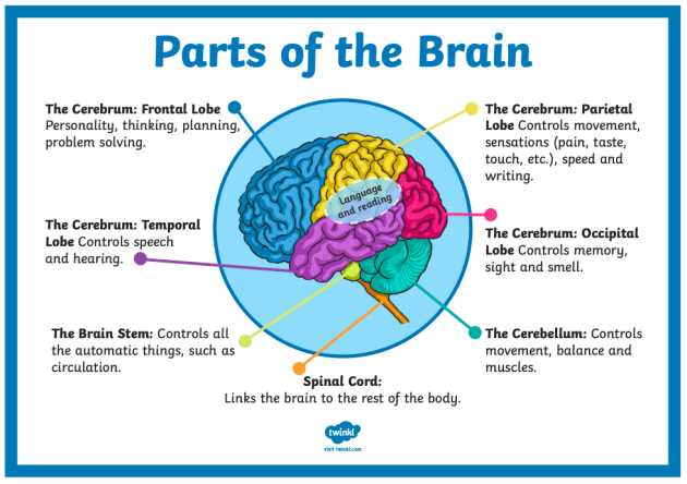 different parts of the brain diagram