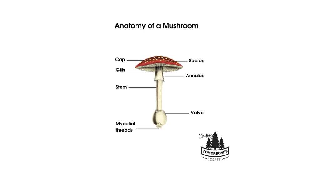 parts of mushroom diagram