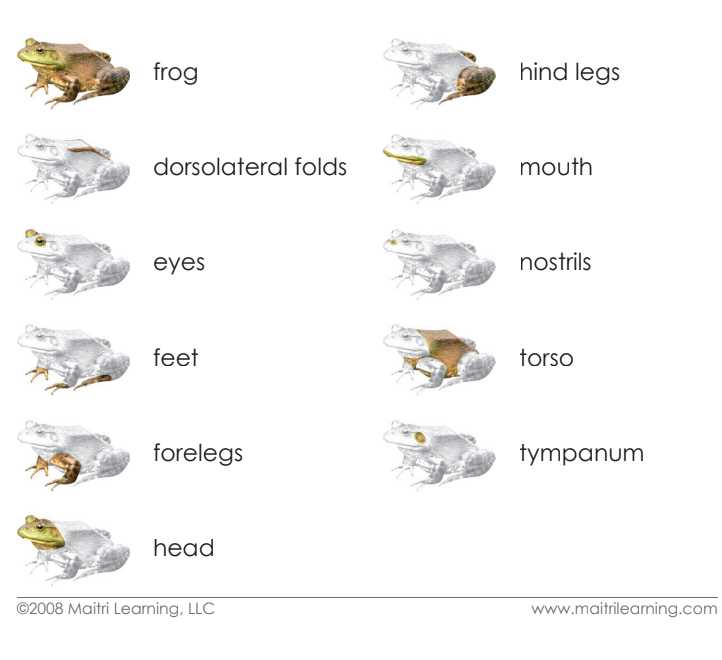 parts of a frog diagram