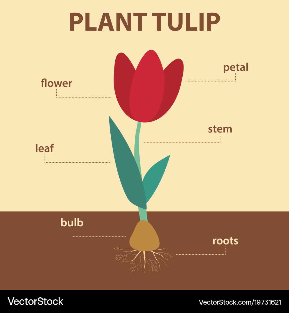 parts of a tulip diagram